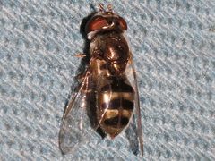 Platycheirus stegnus 01 by Libby Avis, Centre for Biodiversity Genomics. Used under a CC0 license.