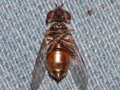 Platycheirus stegnus 02 by Libby Avis, Centre for Biodiversity Genomics. Used under a CC0 license.
