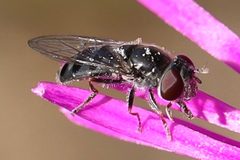 Platycheirus stegnus 102327537 by eebee. Used under a CC BY 4.0 license.