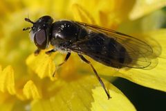 Platycheirus stegnus 116234090 by eebee. Used under a CC BY 4.0 license.