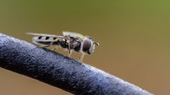 Platycheirus stegnus 27993250 by bigsam. Used under a CC BY 4.0 license.