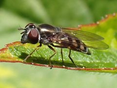 Platycheirus trichopus by Lee Cain. Used under a CC BY 4.0 license.