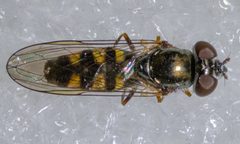 Platycheirus trichopus 102440645 by Don Loarie. Used under a CC BY 4.0 license.