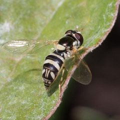 Allograpta exotica 74608576 by Ken-ichi Ueda. Used under a CC BY 4.0 license.