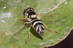 Allograpta exotica 74608590 by Ken-ichi Ueda. Used under a CC BY 4.0 license.