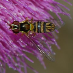 Allograpta obliqua-Female-1 by Eugene Zelenko. Used under a CC BY-SA 4.0 license.