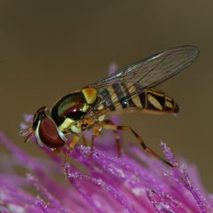 Allograpta obliqua-Female-6 by Eugene Zelenko. Used under a CC BY-SA 4.0 license.