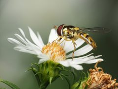 Allograpta obliqua 182523909 by Katja Schulz. Used under a CC BY 4.0 license.