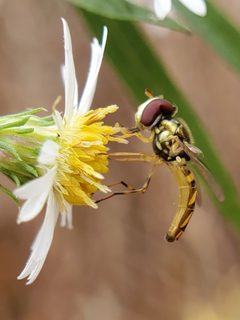 Allograpta obliqua 241020380 by Will Kuhn. Used under a CC BY 4.0 license.