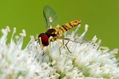 Allograpta obliqua 339643309 by Louise Woodrich. Used under a CC BY 4.0 license.