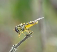 Allograpta obliqua P1340967a by
xpda. Used under a CC BY-SA 4.0 license.