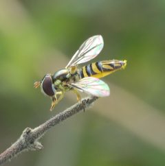 Allograpta obliqua P1340975a by 
xpda. Used under a CC BY-SA 4.0 license.