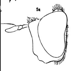 Chrysotoxum derivatum head male by Williston S.W.. Used under a Public domain license.
