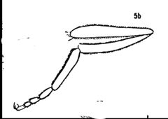 Chrysotoxum derivatum hind leg by Williston S.W.. Used under a Public domain license.