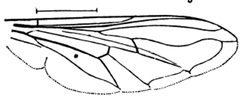Chrysotoxum derivatum wing by Williston S.W.. Used under a Public domain license.