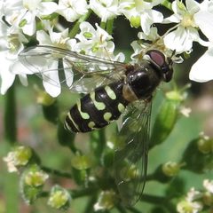 Dasysyrphus intrudens1 by JerryFriedman. Used under a CC BY-SA 3.0 license.