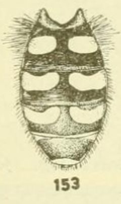 Dasysyrphus intrudens abdomen 2 by C. HOWARD CURRAN. Used under a Public domain license.