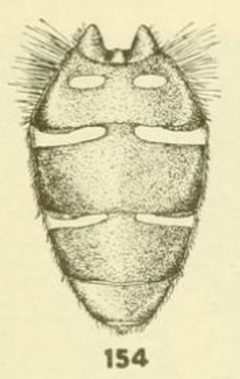 Dasysyrphus limatus abdomen by C. HOWARD CURRAN. Used under a Public domain license.