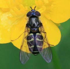 Dasysyrphus cf. venustus - Flickr - S. Rae by S. Rae from Scotland, UK. Used under a CC BY 2.0 license.