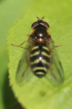 Dasysyrphus venustus 190338509 by Michel Langeveld. Used under a CC BY-SA 4.0 license.