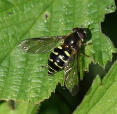 Dasysyrphus venustus fem by Sandy Rae. Used under a CC BY 3.0 license.