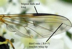 Dasysyrphus wing diagram by Stephen Fox. Used under a CC BY-SA 4.0 license.