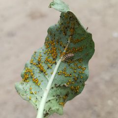 Dioprosopa clavata larva 0100 by Juan Carlos Fonseca Mata. Used under a CC BY-SA 4.0 license.