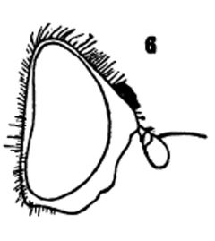 Xanthogramma aequale female by Williston S.W.. Used under a Public domain license.