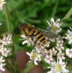 Epistrophe grossulariae - Flickr - gailhampshire by gailhampshire from Cradley, Malvern, U.K. Used under a CC BY 2.0 license.