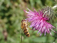 Epistrophe grossulariae - Hinchwick by kitenet. Used under a CC BY 2.0 license.