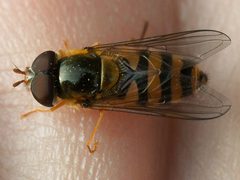 Epistrophe nitidicollisDSC02171 by Martin Andersson. Used under a CC BY-SA 3.0 license.
