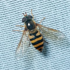 Epistrophe nitidicollis melanostoma-pjt by Pjt56. Used under a CC BY-SA 4.0 license.