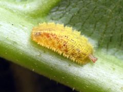Epistrophella emarginata larvae 1 by Katja Schulz. Used under a CC BY-SA 4.0 license.