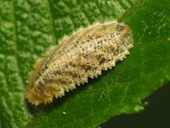 Syrphid Larva - Flickr - treegrow by Katja Schulz from Washington, D. C., USA. Used under a CC BY 2.0 license.