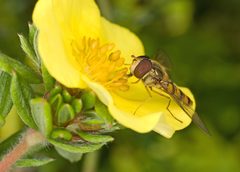 Episyrphus balteatus 1 by Pjt56. Used under a CC BY-SA 3.0 license.