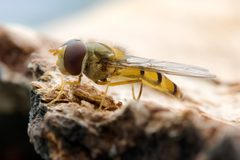 Episyrphus balteatus side by Richard Bartz. Used under a CC BY-SA 2.5 license.