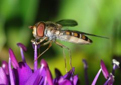 Hoverfly April 2008-1 by Alvesgaspar. Used under a CC BY-SA 3.0 license.