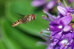 Hoverfly May 2008-8 by Alvesgaspar. Used under a CC BY-SA 3.0 license.