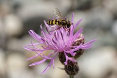 Complex Eupeodes americanus - Long-Tailed Aphideater 02 by Jasper Shide. Used under a CC0 license.