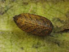 Eupeodes americanus by Beatriz Moisset. Used under a CC BY-SA 4.0 license.