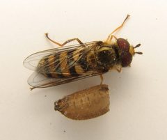 Eupeodes americanus and puparium by Beatriz Moisset. Used under a CC BY-SA 4.0 license.