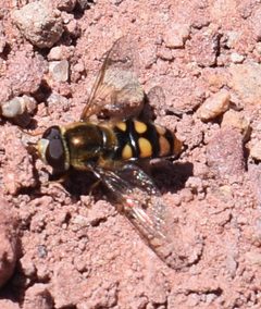 Eupeodes flukei - inat 81450619 by {{{name}}}. Used under a CC BY 4.0 license.