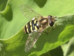 Eupeodes fumipennis by Elizabeth Dougherty. Used under a CC BY 4.0 license.