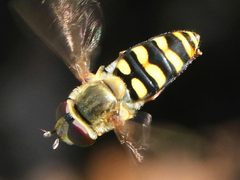 Eupeodes fumipennis-female hovering by peterwchen. Used under a CC BY 4.0 license.
