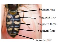 Eupeodes perplexus diagram abdomen by Stephen Fox. Used under a CC BY-SA 4.0 license.
