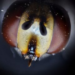 Detalle macro de Eupeodes pomus by Brandon Antonio Segura Torres &amp; Priscilla Vieto Bonilla. Used under a CC BY-SA 4.0 license.