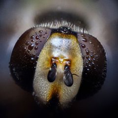 Retrato macro de Eupeodes pomus by Brandon Antonio Segura Torres &amp; Priscilla Vieto Bonilla. Used under a CC BY-SA 4.0 license.