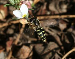 Eupeodes.volucris female by Sandy Rae. Used under a CC BY-SA 3.0 license.