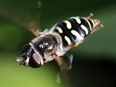 Eupeodes volucris-female hovering by peterwchen. Used under a CC BY 4.0 license.