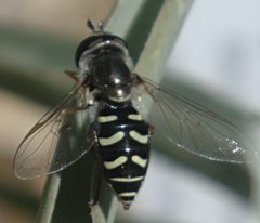 Eupeodes volucris female back by JerryFriedman. Used under a CC BY-SA 3.0 license.